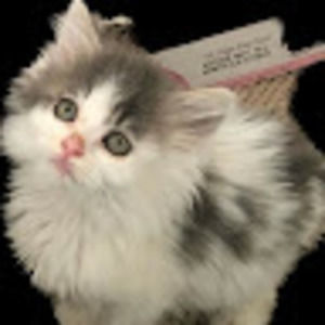 Meet your Posher, Tottie